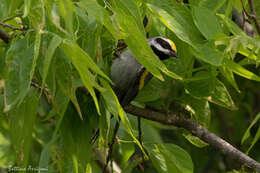 Image of Golden-winged Warbler