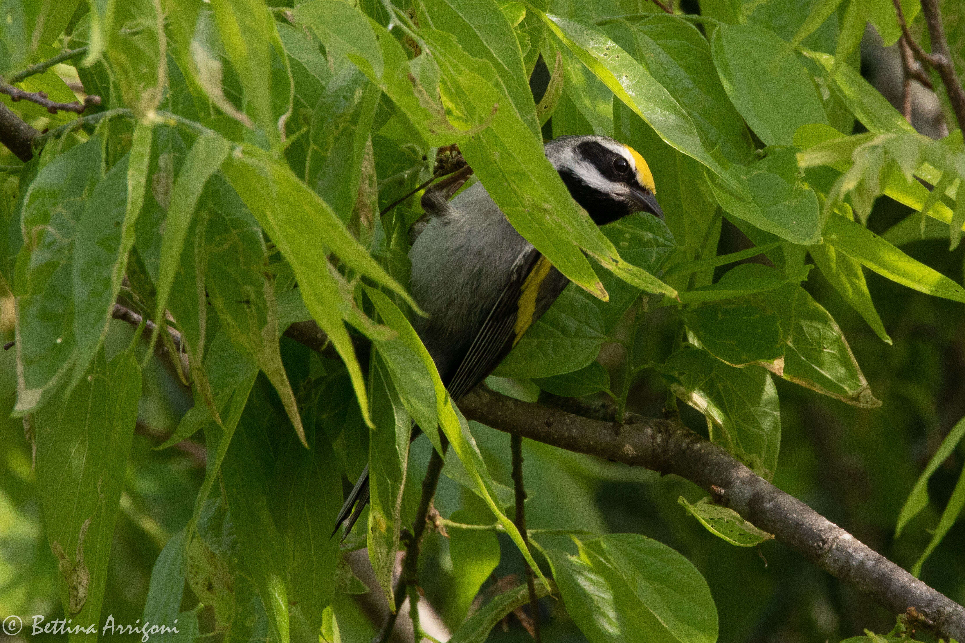 Image of Golden-winged Warbler