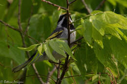 Image of Golden-winged Warbler