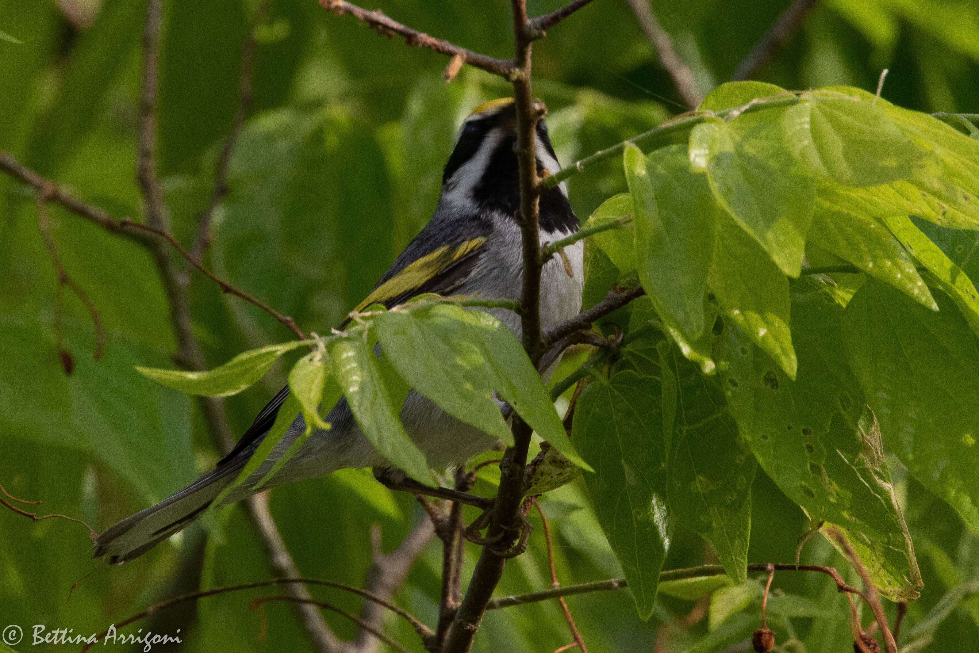 Image of Golden-winged Warbler