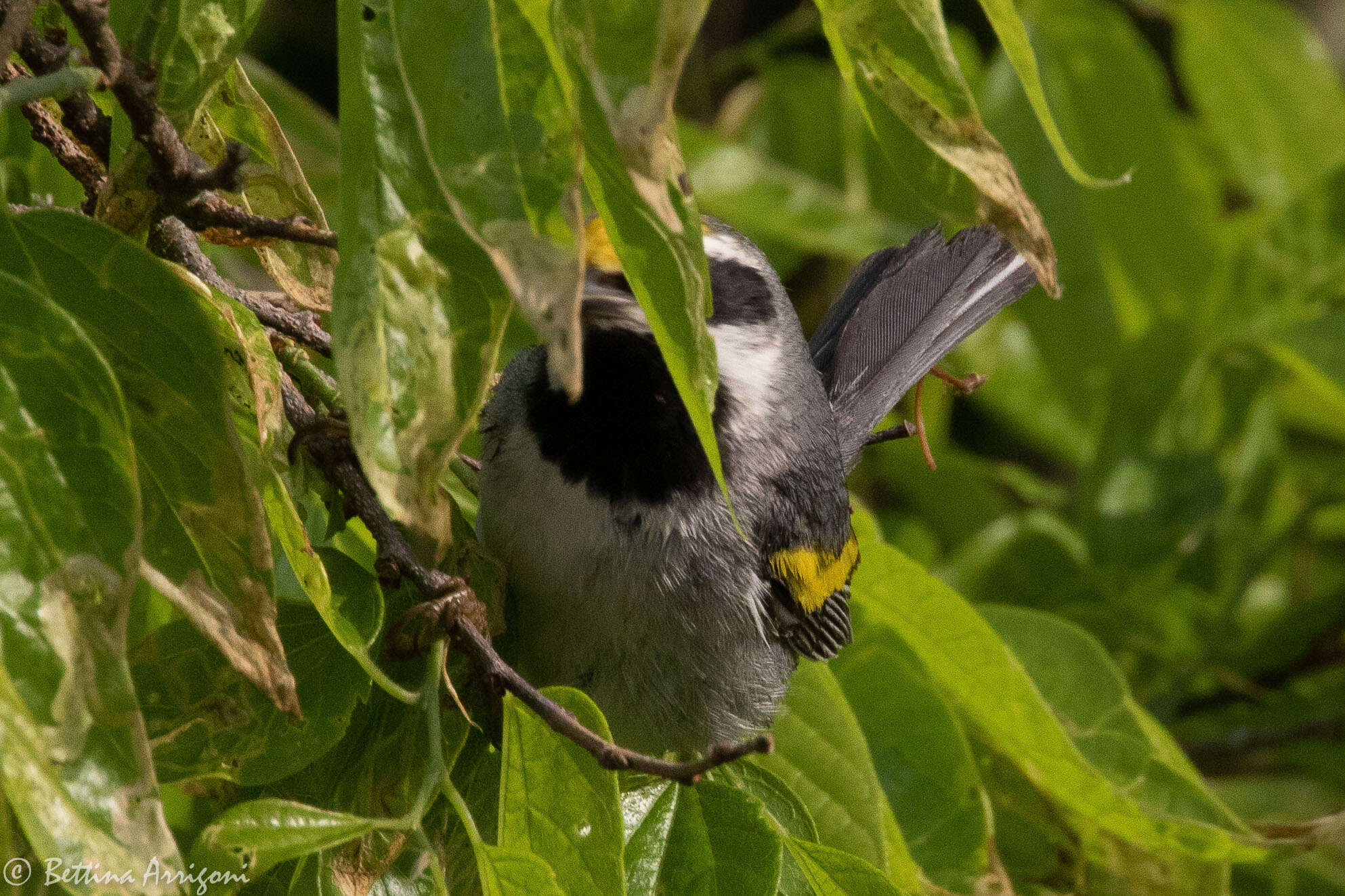 Image de Paruline à ailes dorées