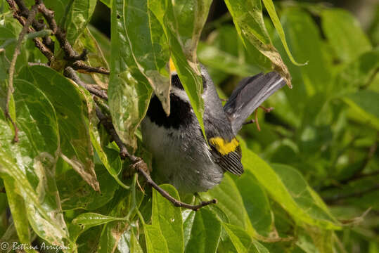 Image of Golden-winged Warbler