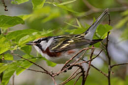 Image of Chestnut-sided Warbler