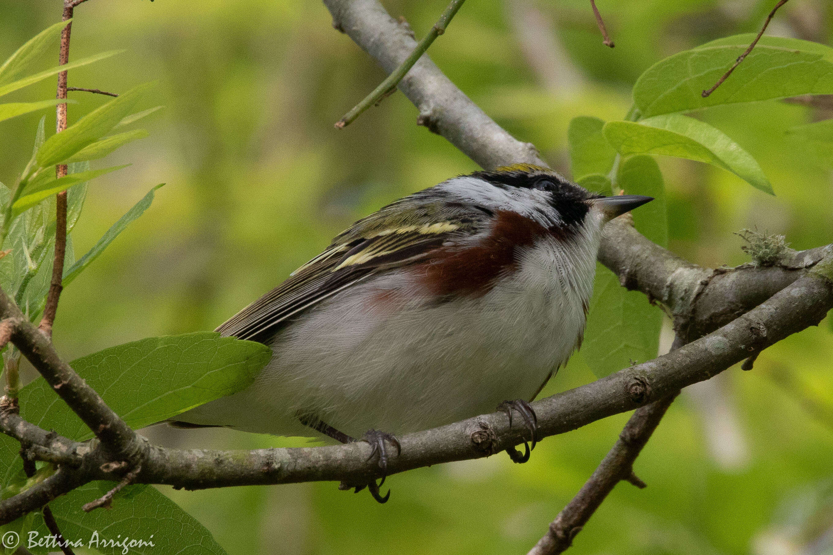 Image of Chestnut-sided Warbler