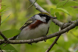 Image of Chestnut-sided Warbler