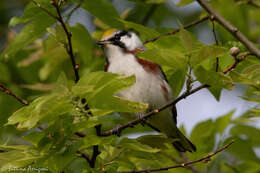 Image of Chestnut-sided Warbler