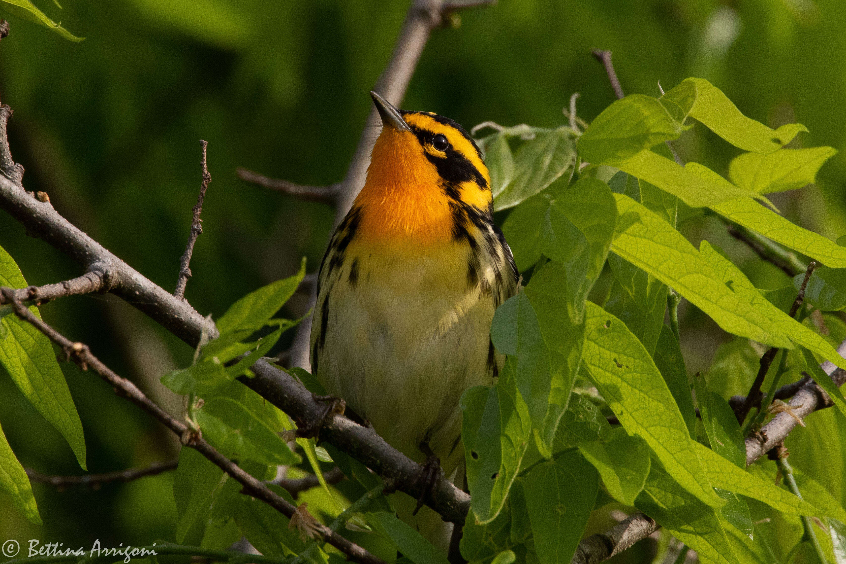 Image of Blackburnian Warbler