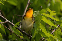 Image of Blackburnian Warbler