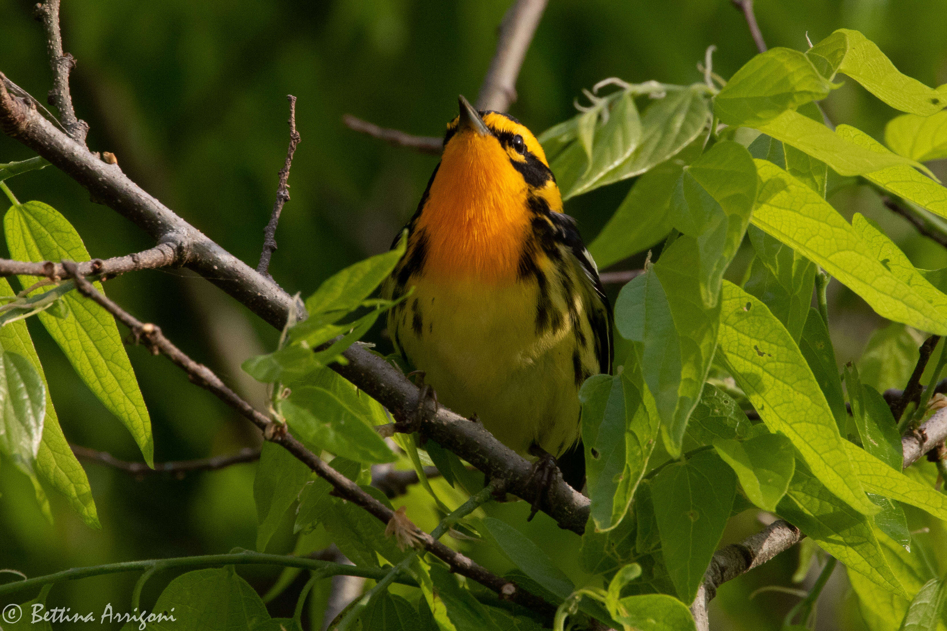 Image of Blackburnian Warbler