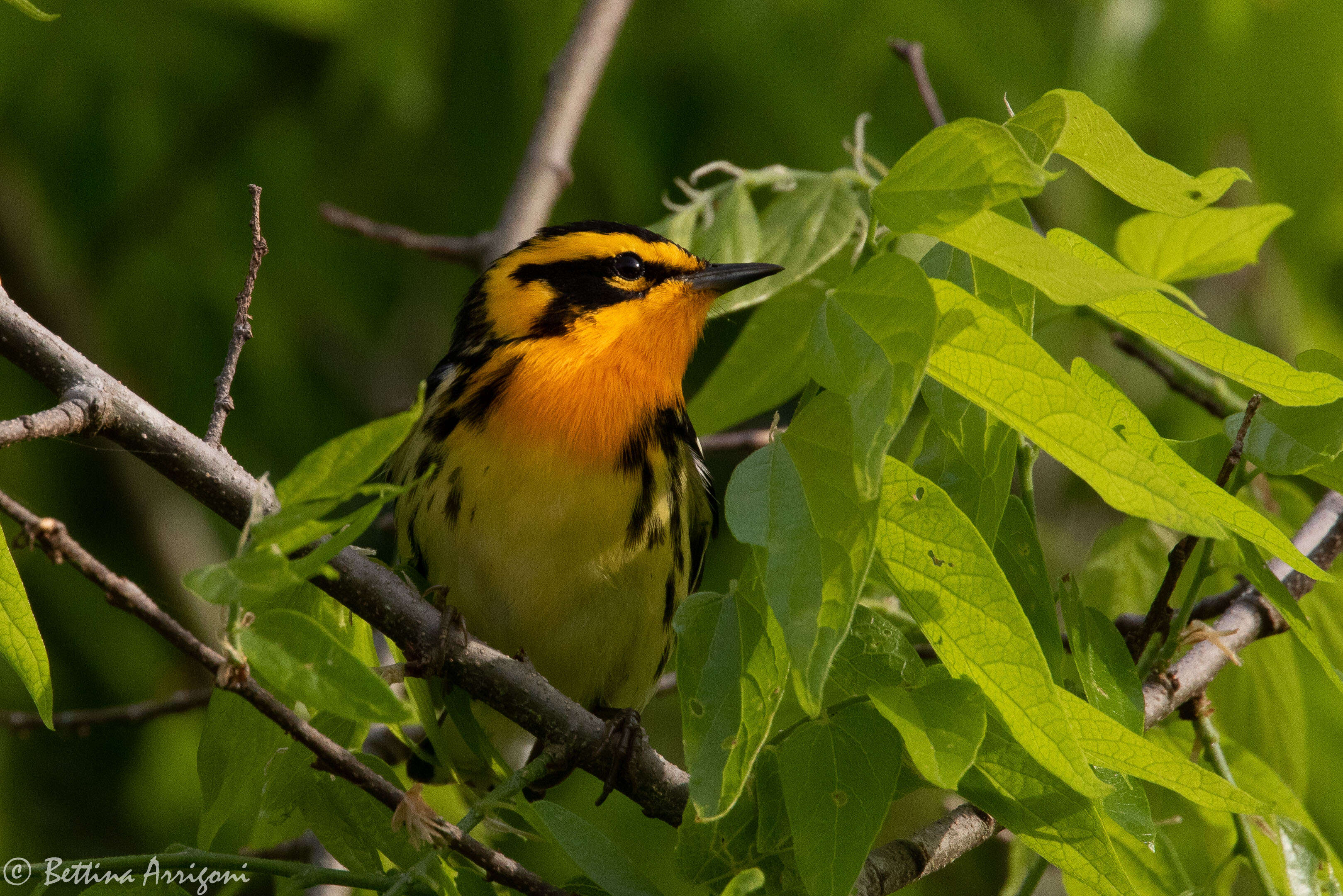 Image of Blackburnian Warbler