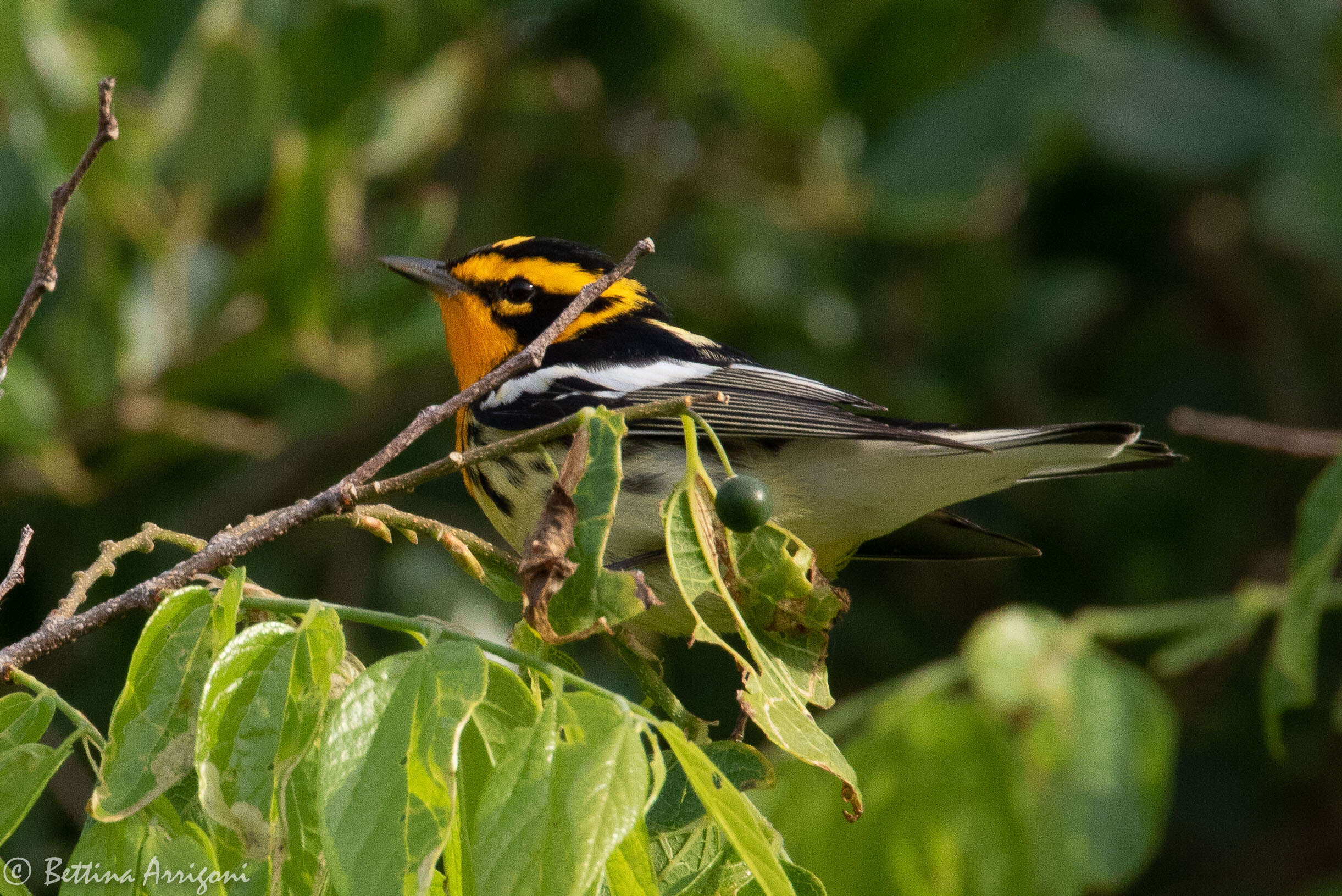 Image of Blackburnian Warbler