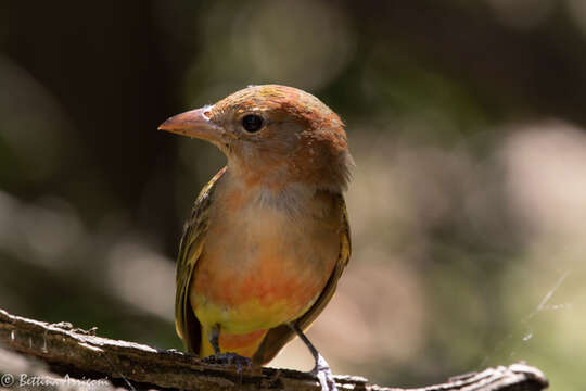 Image of Summer Tanager