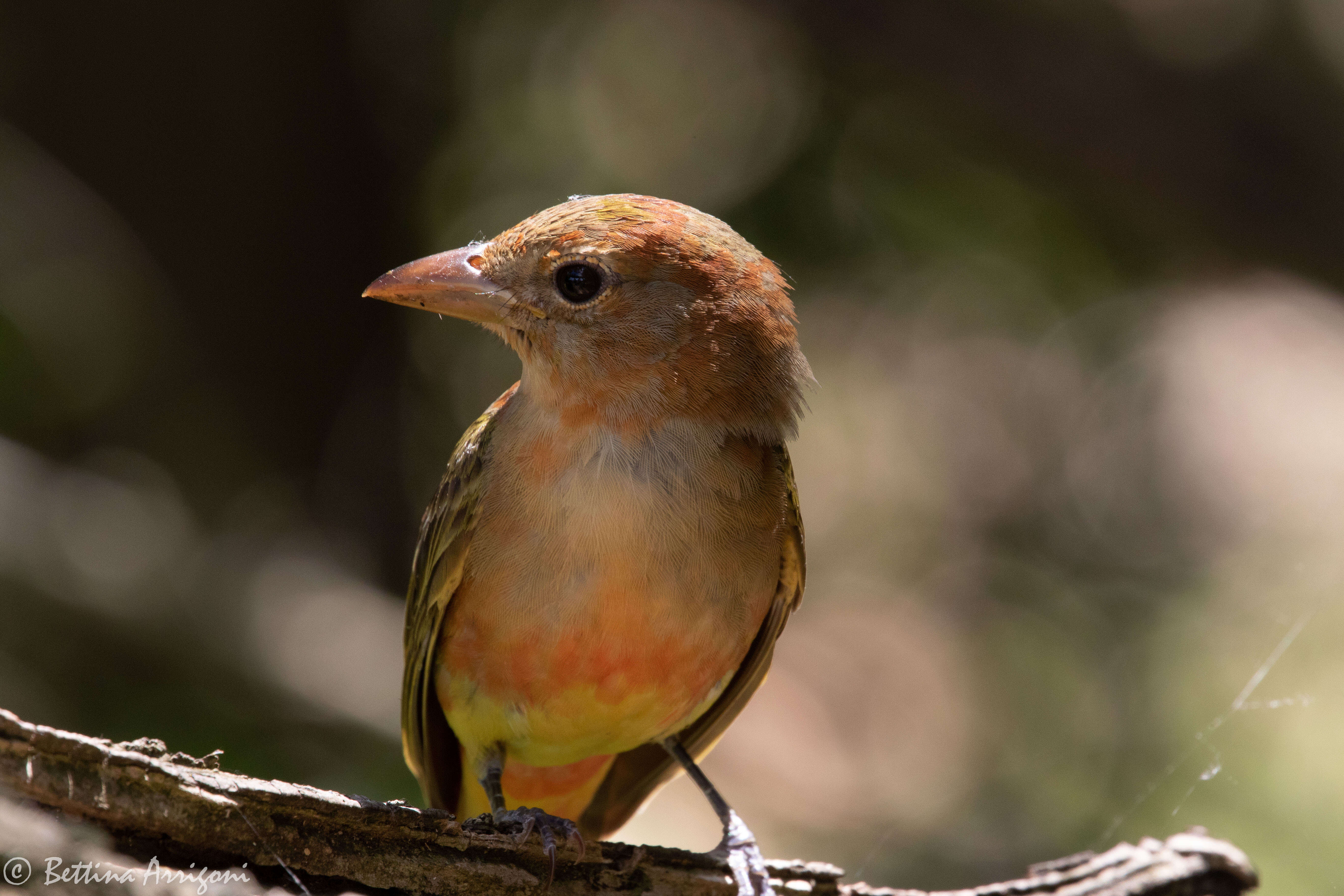 Image of Summer Tanager