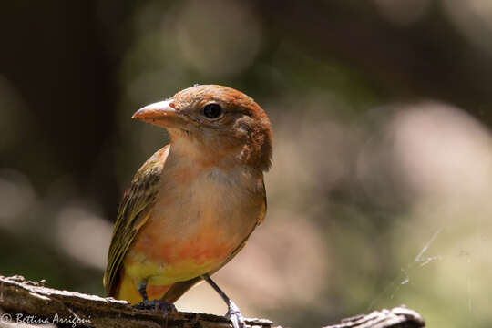 Image of Summer Tanager