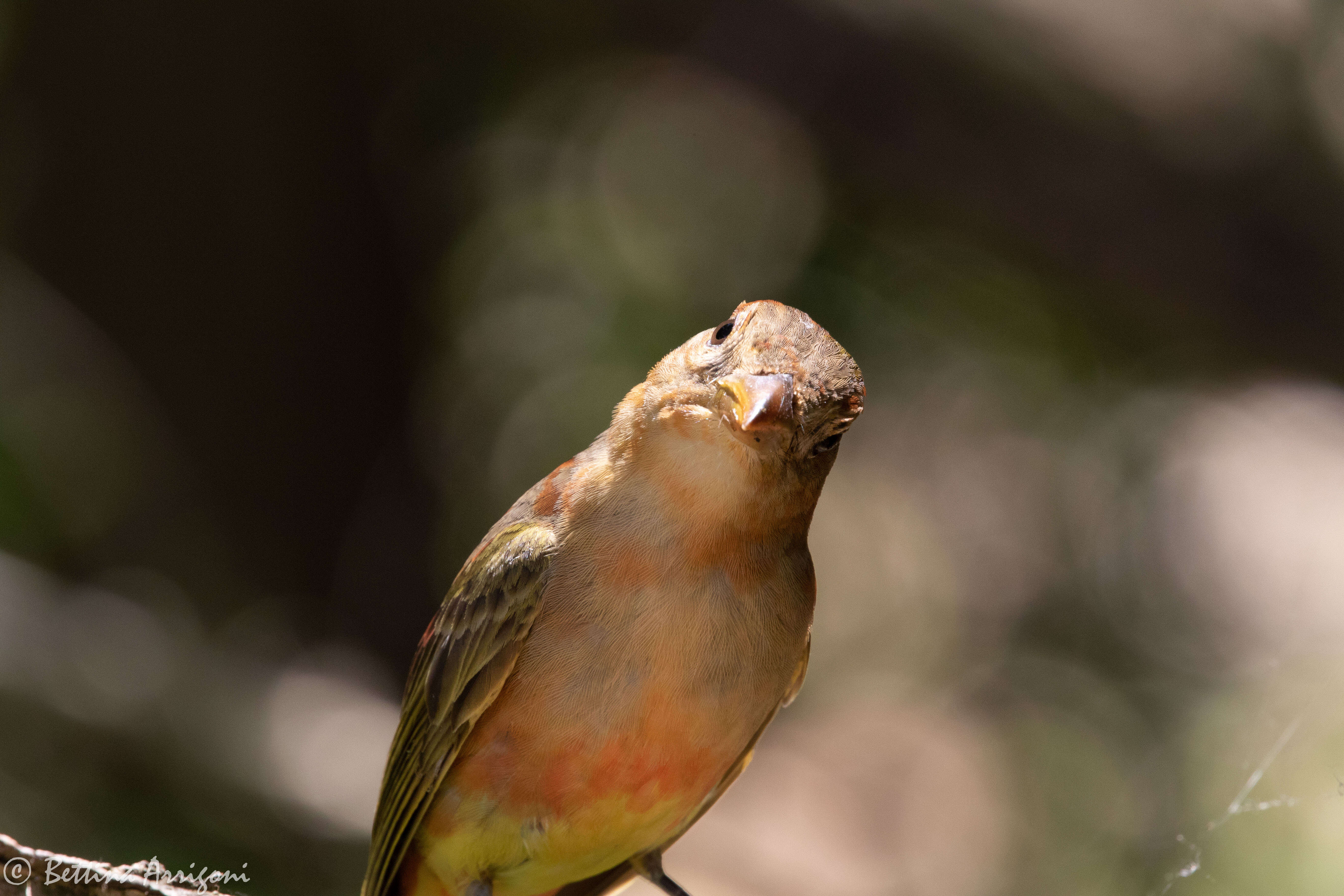 Image of Summer Tanager