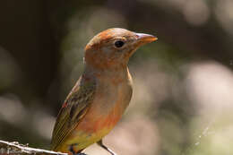 Image of Summer Tanager