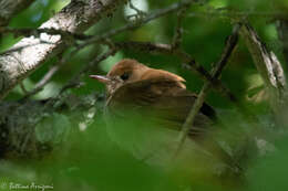 Image of Veery