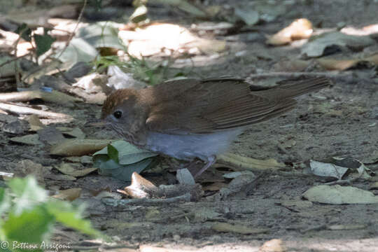 Image of Veery