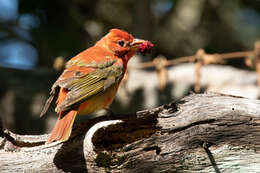 Image of Summer Tanager