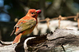 Image of Summer Tanager