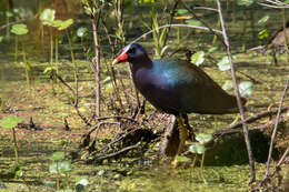 Image of American Purple Gallinule