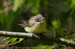 Слика од Vireo philadelphicus (Cassin 1851)