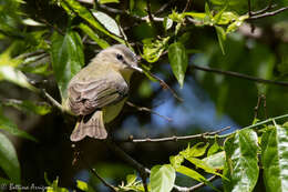 Слика од Vireo philadelphicus (Cassin 1851)