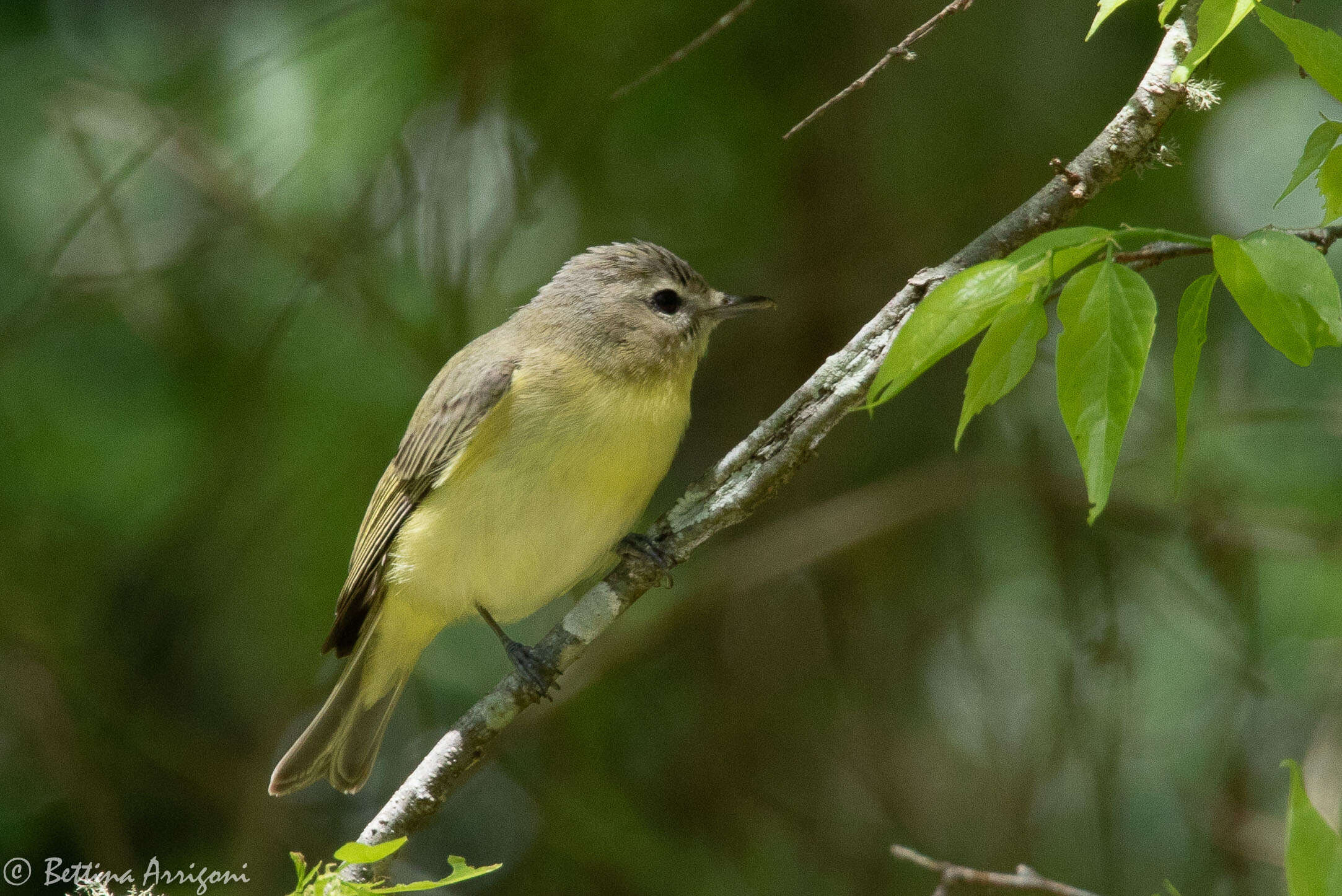 Слика од Vireo philadelphicus (Cassin 1851)