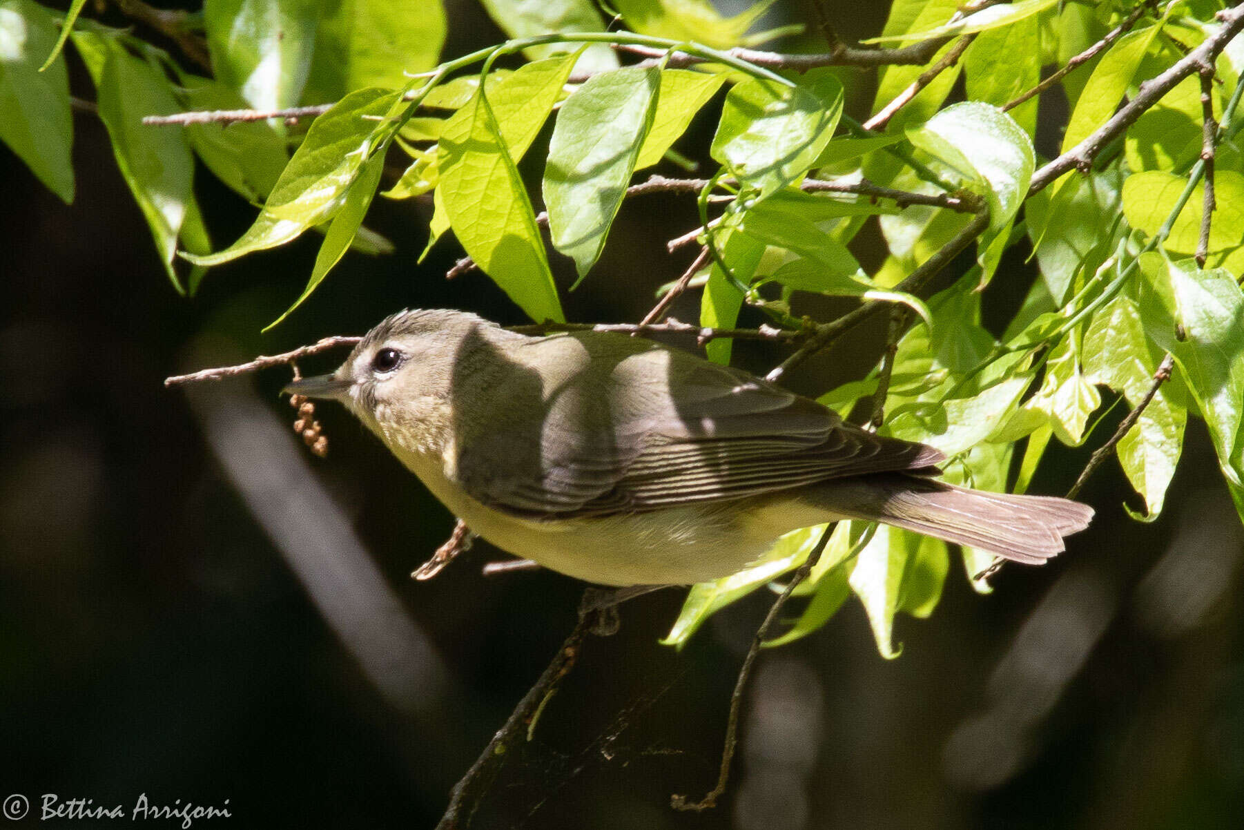 Слика од Vireo philadelphicus (Cassin 1851)