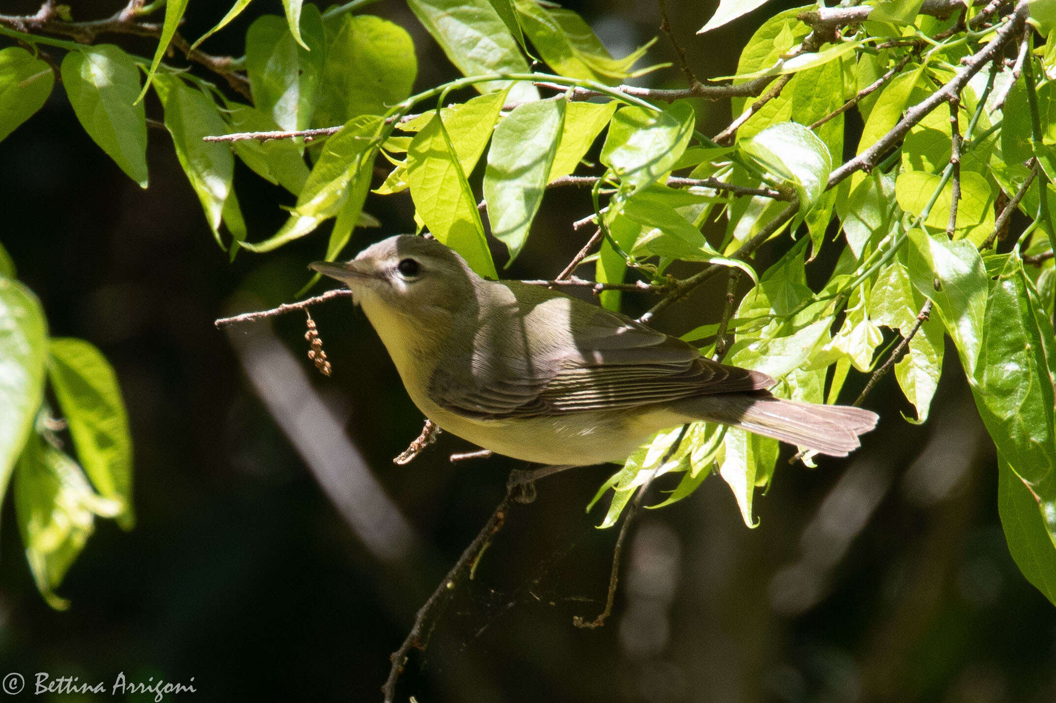 Слика од Vireo philadelphicus (Cassin 1851)