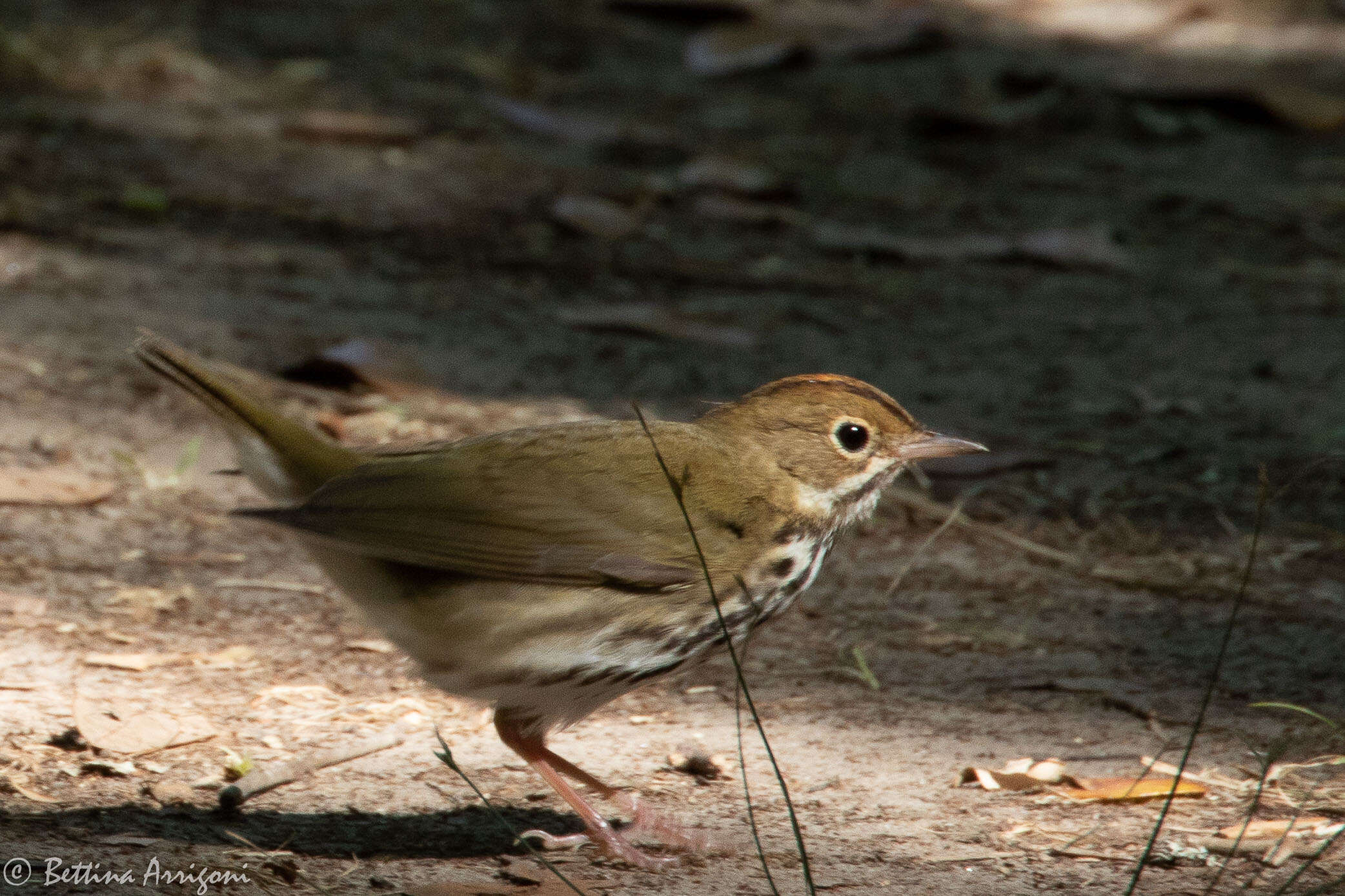 Image of Seiurus Swainson 1827