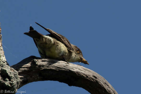 Image of Olive-Sided Flycatcher