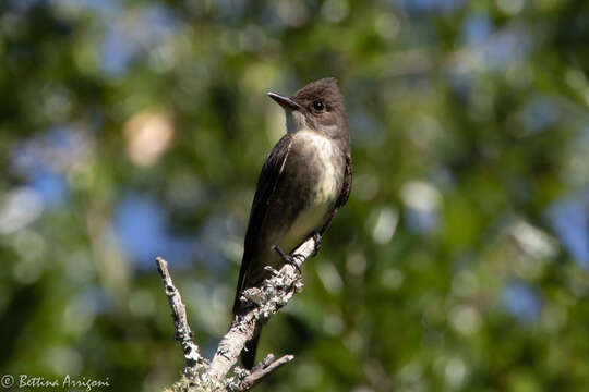 Image of Olive-Sided Flycatcher