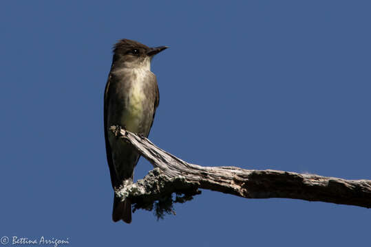 Image of Olive-Sided Flycatcher