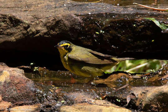 Geothlypis formosa (Wilson & A 1811) resmi