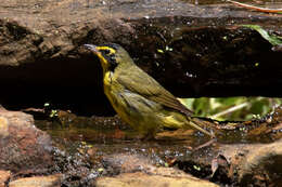 Geothlypis formosa (Wilson & A 1811) resmi