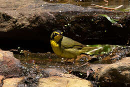 Geothlypis formosa (Wilson & A 1811) resmi