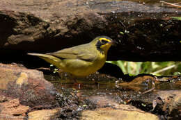 Geothlypis formosa (Wilson & A 1811) resmi