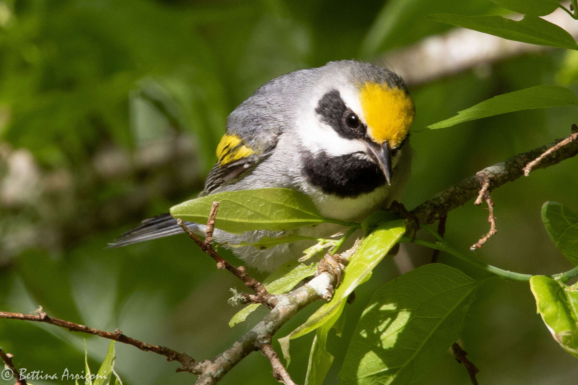 Image of Golden-winged Warbler