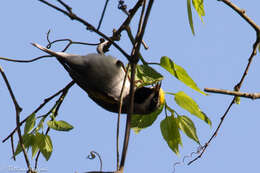 Image of Golden-winged Warbler