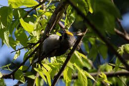 Image of Golden-winged Warbler