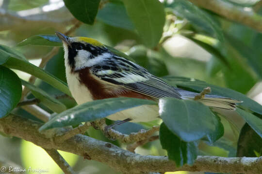 Image of Chestnut-sided Warbler