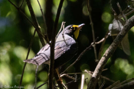 Слика од Cardellina canadensis (Linnaeus 1766)