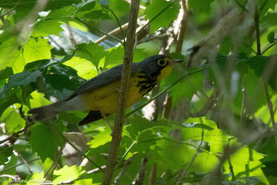 Слика од Cardellina canadensis (Linnaeus 1766)