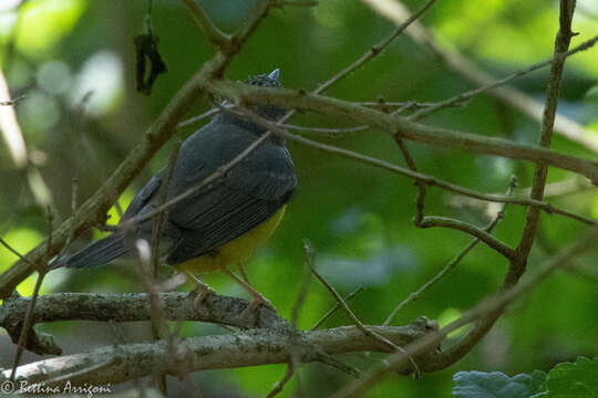 Слика од Cardellina canadensis (Linnaeus 1766)