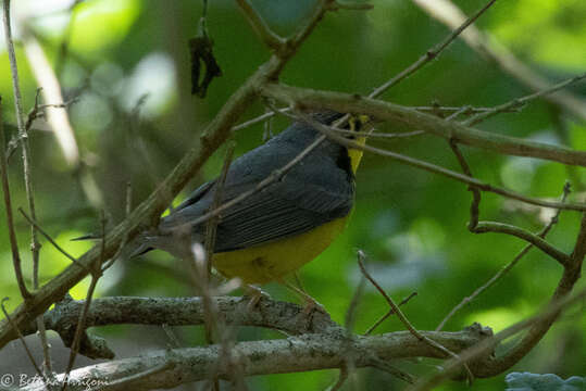 Слика од Cardellina canadensis (Linnaeus 1766)