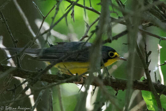 Слика од Cardellina canadensis (Linnaeus 1766)