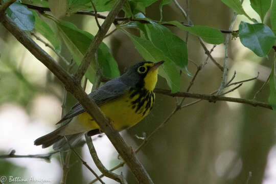 Слика од Cardellina canadensis (Linnaeus 1766)