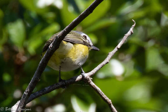 Image of Blue-headed Vireo