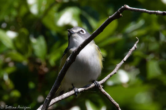 Image of Blue-headed Vireo